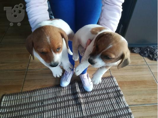 PoulaTo: Τζακ Ράσελ Τεριέ- Jack russell